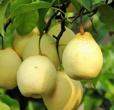 25+Pear Fruit Tree Seeds.crystal pear.Sweet Edible, USA Seller,