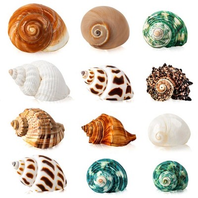 12PCS Hermit Crab Shells | Natural Sea Conch Size 1.6''-3.2'' | Growth Turbo fo...