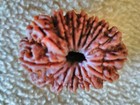   15 MUKHI RUDRAKSHA 38MM FROM NEPAL RARE  COLLECTORS  — photo 9