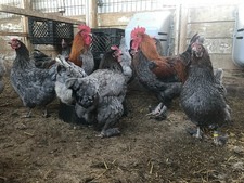10++ Blue Copper Marans Hatching Eggs - Will Hatch 100% Blue Copper