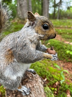 Gray Squirrel Taxidermy, Custom Squirrel Mount, Taxidermy, Mancave, Nature, Gift