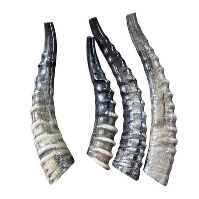 Polished Blesbok Horn - Genuine Antelope Horn - Around 10'' long - Knife Handle