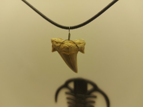 Fossil Tooth Shark Pendente art.4stp - Foto 8 di 13