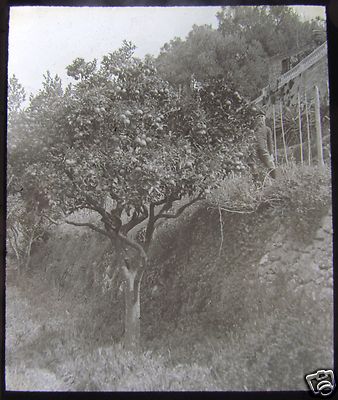 Glas Magic Windlicht Dia ORANGENHAIN FAST SCHÖN UM 1910 FRANKREICH