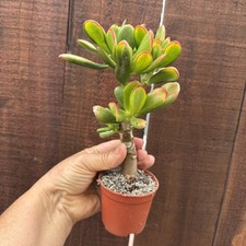 Gollum Jade Plant Live Finger/ Tube Shaped Succulent Crassula Ovata  Gollum  