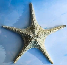 Jumbo Ocean Coral Sea Star Shell Starfish Statue 11"L Nautical Coastal Decor