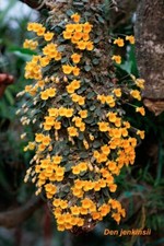 MINIATURE SE ASIA YELLOW DENDROBIUM ORCHID SPECIES jenkinsii large BS plant