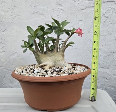 Godji Arabicum Adenium Flowering Bonsai Desert Rose Adult Caudex Plant  Florida | eBay