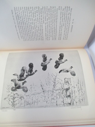BISHOP'S BIRDS, Water-Fowl & Upland Game Bird Etchings, 1936 Ltd Ed, #77/250 - Picture 8 of 12