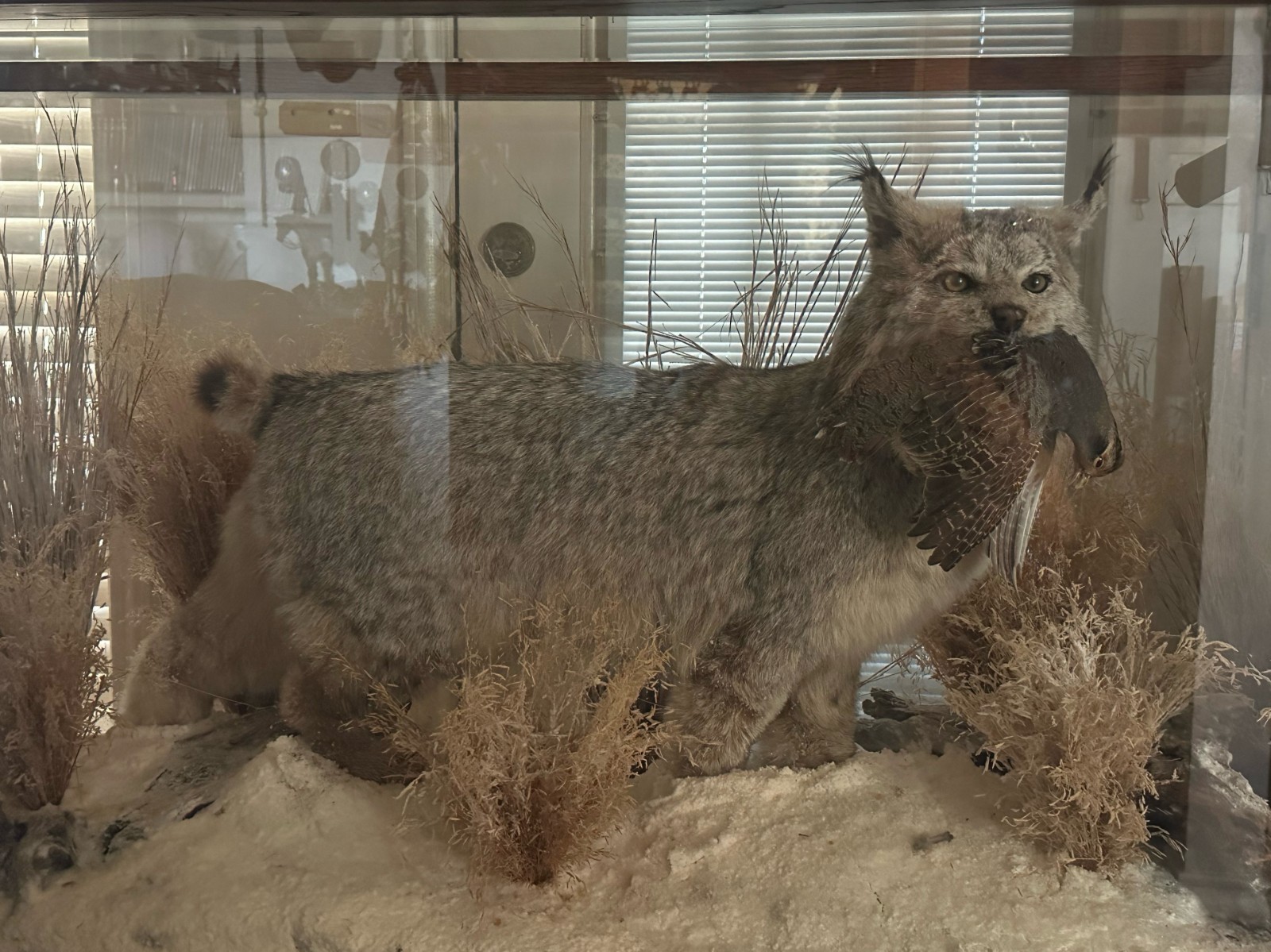 Canadian Lynx with Quail in its Mouth in Oak and Glass Display with 2 Lights.