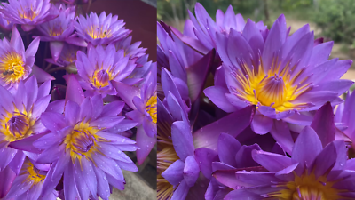 Hand Picked Dried Blue Water Lily Flower 100%Natural BLUE LOTUS  NymphaeaCaerulea