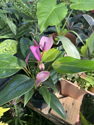 Purple Anthurium Plant | eBay