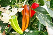 Fish Pepper 15 - 200 Seeds Hot Caribbean flavor Rare Variegated Seafood Bulk