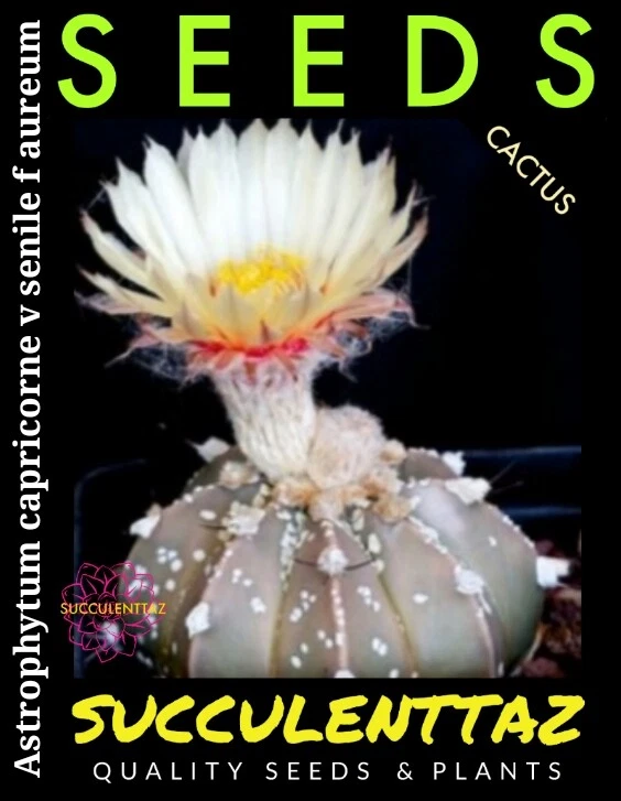  Astrophytum capricorne v senile f aureum  10 x Seeds STAR CACTUS CACTI Tracking - Image 3 of 4
