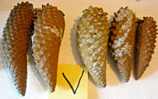 Assorted size & color lot of 5 knob cone knobcone pine cones 4-1/2