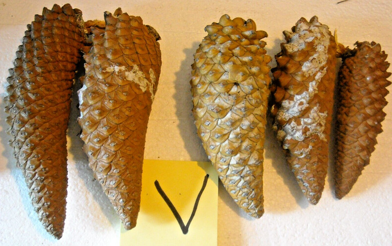 Assorted size & color lot of 5 knob cone knobcone pine cones 4-1/2" to 6" long