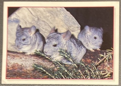 Aufkleber/Sticker Panini Baby Animals 134 Mäuse  miece    (O5-18-36-1$)