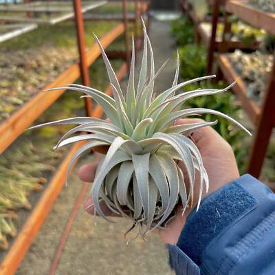 Gardneri var Rupicola Air Plant *EXTREMELY RARE* | eBay