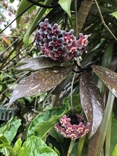 HOYA PUBICALYX PHILIPPINE BLACK CHIMERA (ROOTED PLANT)