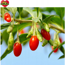 Bite & Delight 2Kg Bacche Di Goji Essiccate Lycium Barbarum – Frutta Secca Salutare, Ricca Di Vitamine E Minerali, Ideale Per Muesli, Yogurt E Dolci - 7