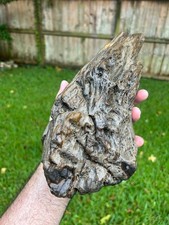 Texas Petrified Wood Fossil 12x5x3 Detailed Agatized Knot Tree Branch Burl