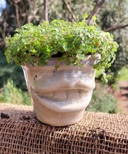 Soleirolia Soleirolii in Antiques