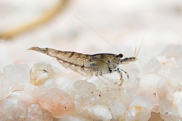 50x GAMBA NEOCARIDINA WILD, para acuario, pecera de agua dulce y caliente.