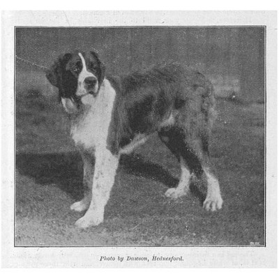 Bernhardiner Hund Lord Hatherton auf der Birmingham Dog Show - antiker Druck 1895