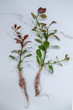B3G1FREE Ludwigia Repens Red - Live Aquarium Plant