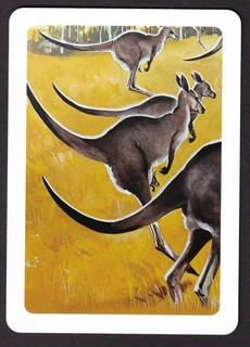 1 WIDE SWAP PLAYING CARD AUSTRALIAN SKIPPY KANGAROOS