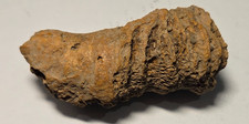 horn coral fossil