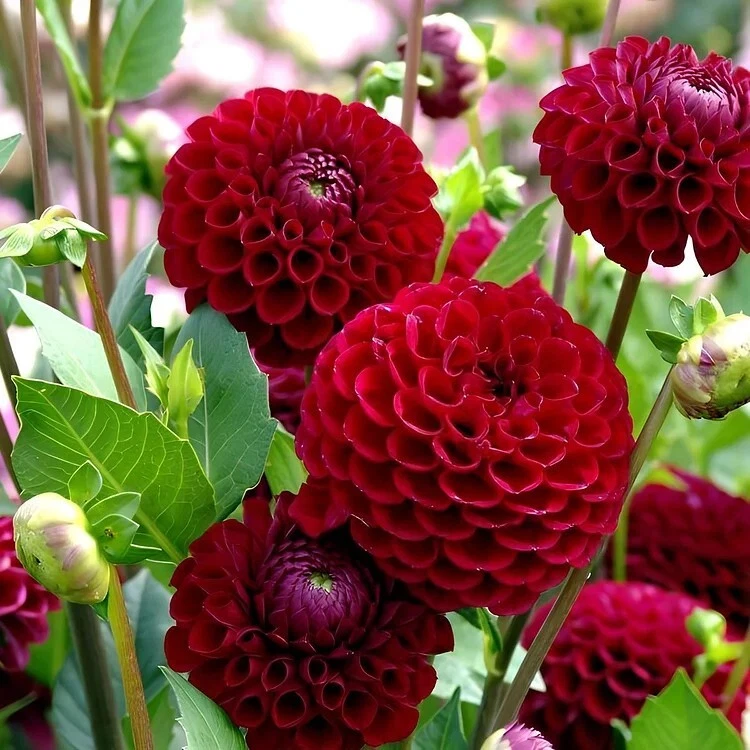 20 Pcs Dahlia Flower Seeds Mix Color Dahlia Flowers House Garden Greenhouse - Image 2 of 4