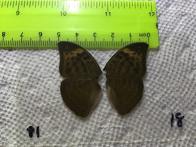 UAE 18  A+/ A  Euphaedra  ??   Nymphalidae Butterfly of Africa
