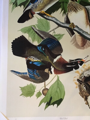 Fine modern print of Wood Ducks,  a Loates re-creation of Audubon