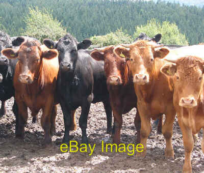 Photo 6x4 Lining up for the shot Ross-on-Wye Curious as ever, the cows at c2007