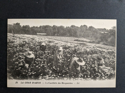 Carte Postale Ancienne Landes (40) - Cueillette De La Résine - Années 1900