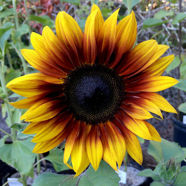 25 Firecracker Sunflower Seeds Flowers Seed Flower Perennial Sun Bloom 551  | eBay