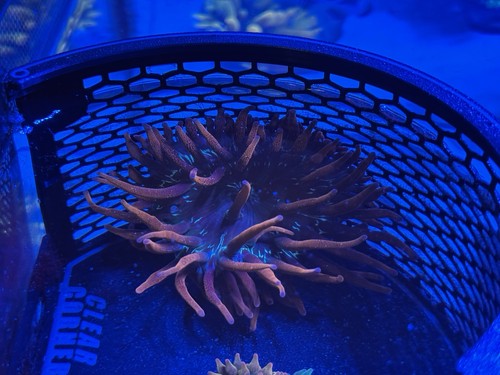Black Widow Bubble Tip Anemone