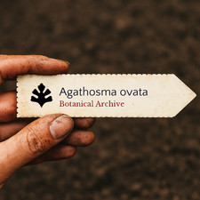 Agathosma ovata SEEDS - Round buchu | False buchu