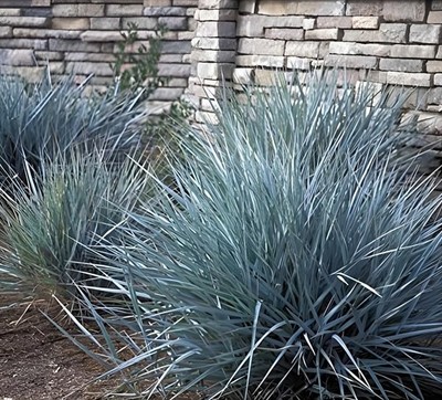 5 x Leymus arenarius  Blue Dune  (Ziergras/Gräser/Stauden) Blau-Strandroggen