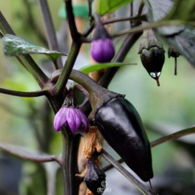 Scharfe Paprika Count Dracula 5 Stück frische Samen, Vampirpfeffer, Chilischote Samen