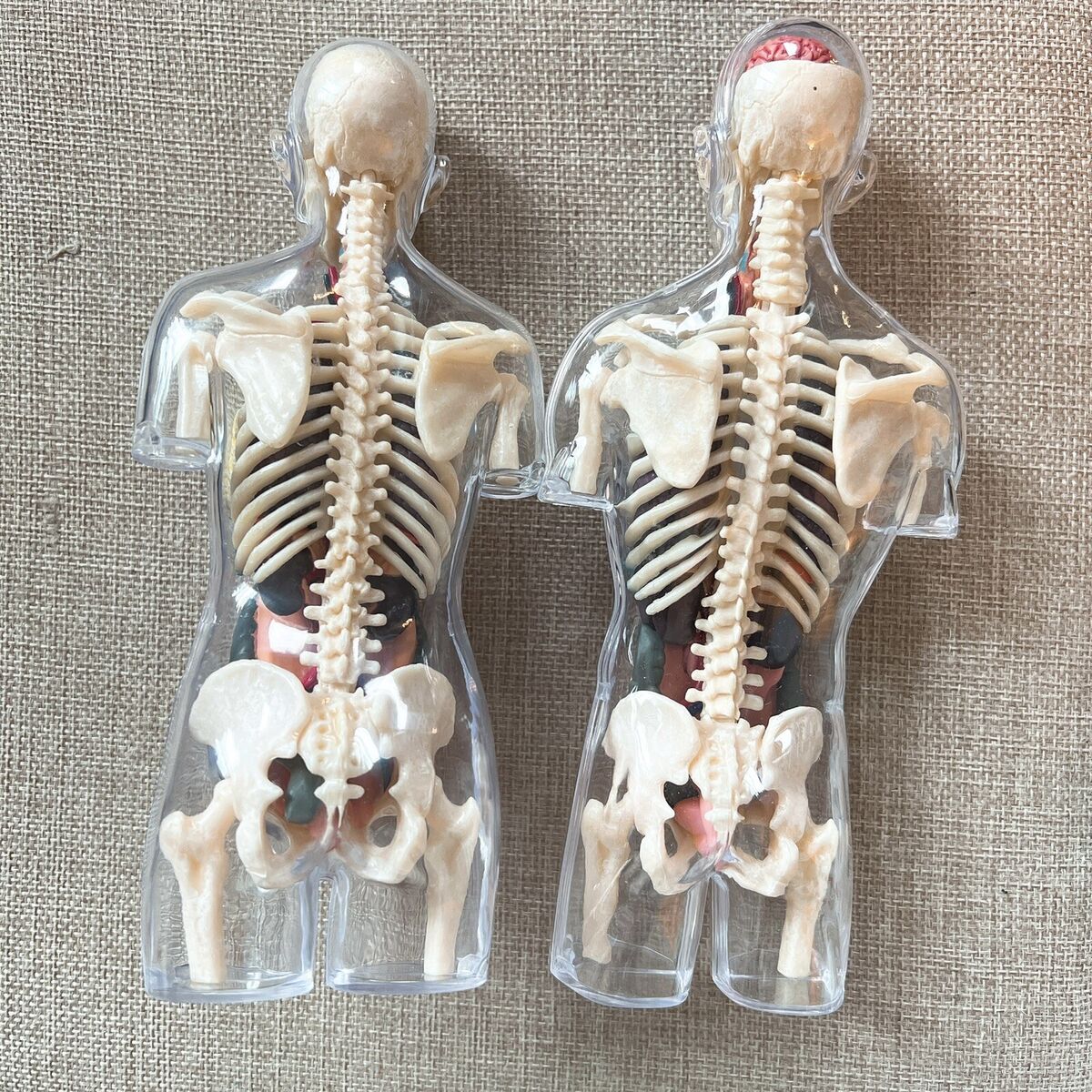 ☆Pre owned☆ Supreme Male& Female Transparent Torso Anatomy ☆Pre owned☆ Supreme Male& Female Transparent Torso Anatomy