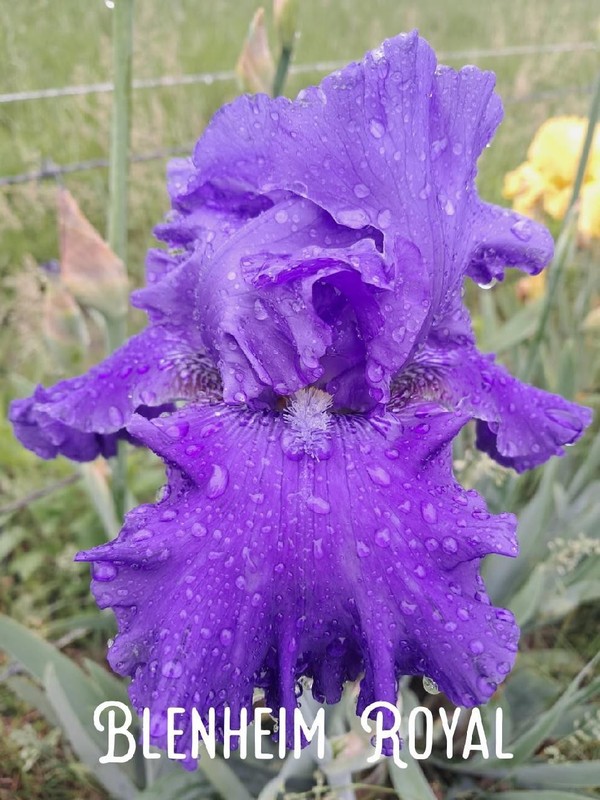 BLENHEIM ROYAL: tall bearded iris: 1 bonus with any 5