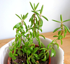 Kalanchoe Tubiflora  Delagoensis ROOTED 5 X Small Plantlets - Mother/ Chandelier