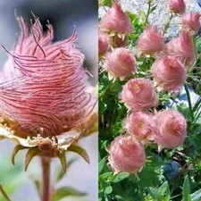Prairie Smoke Seeds - 10 Seeds to Grow - Made in USA, Ships from Iowa. Rare