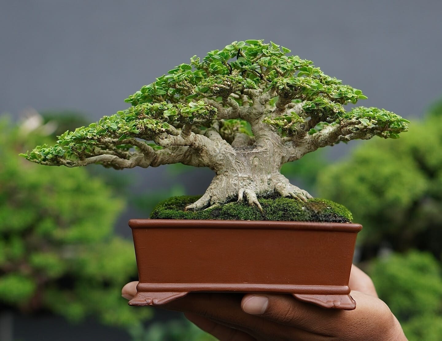 Actual plant Bonsai Premna Microphylla bonsai tree mame