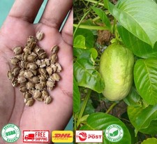 Passiflora alata Fragrant Granadilla Winged-stem Passion Flower Fresh Seeds