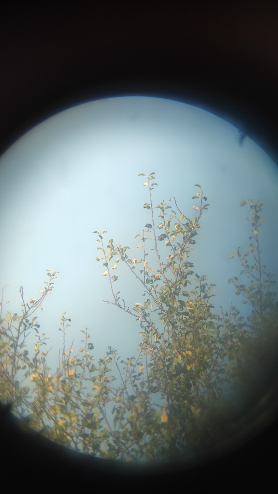 Binoculars Dienstglas 6x30 ddx Desert tan German Wehrmacht Original, WWll — image 9