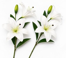 Real Touch White Lily Stems Set of 2, Artificial Lily Flowers, Faux Floral Stems
