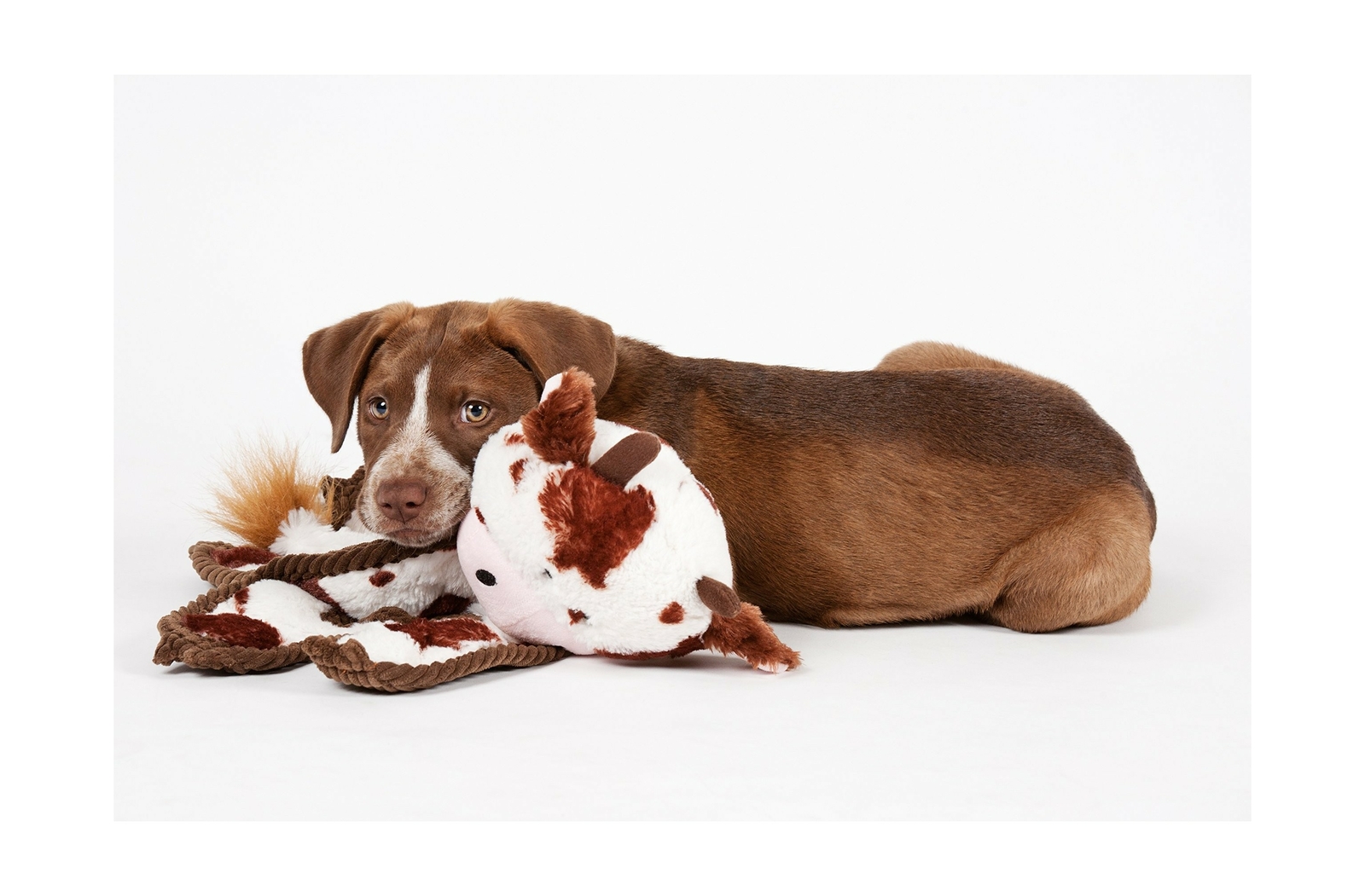 charming pet cuddle tugs